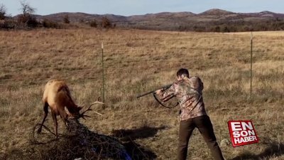 Geyiğin kafasına ateş ederek hayatını kurtardı