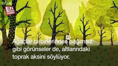 Ağaçlar gizlice konuşuyor, ticaret yapıyor ve hatta savaşıyor