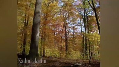 Ormanın bir yılı 3 dakikaya sığdı