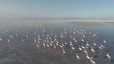 Tuz Gölü'nde flamingo şöleni  