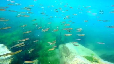 Türkiye'nin çatısı doğal akvaryum gibi