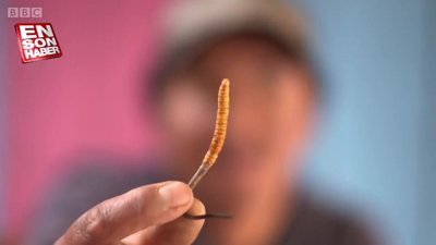 Dünyanın tıbbi amaçlı kullanılan en pahalı mantarı