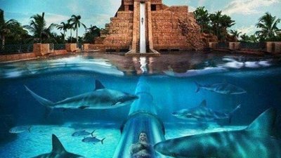 Köpek balıklarıyla dolu su kaydırağı