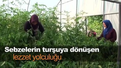 Sebzelerin turşuya dönüşen lezzet yolculuğu