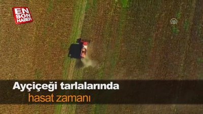 Ayçiçeği tarlalarında hasat zamanı