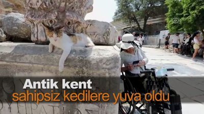 Antik kent sahipsiz kedilere yuva oldu