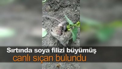 Sırtında soya filizi büyümüş canlı sıçan bulundu