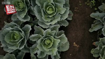 Lahana, brokoli ve kıvırcık lahana kanseri nasıl engelliyor