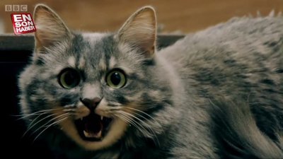 Yeni Zelanda'da evde kedi beslemeyi yasaklayan köy