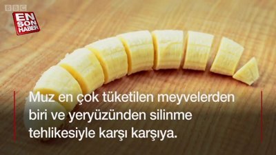 Muz meyvesi yeryüzünden tamamen silinme tehlikesiyle karşı karşıya