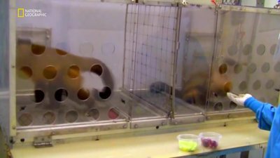 Zihin Oyunlari - Ofke