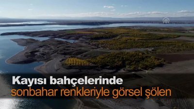 Kayısı bahçelerinde sonbahar renkleriyle görsel şölen