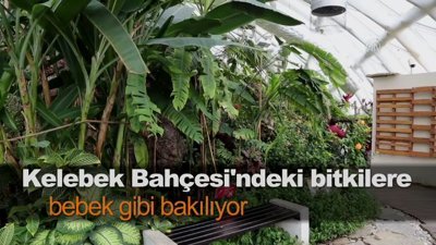 Kelebek Bahçesi'ndeki bitkilere bebek gibi bakılıyor