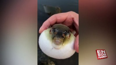 Balon balığıyla ayakkabılarını silen genç