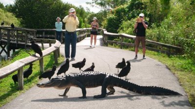 Miami'nin timsah parkı