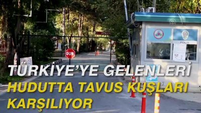 Türkiye'ye gelenleri hudutta tavus kuşları karşılıyor