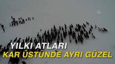 Yılkı atları kar üstünde ayrı güzel