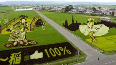 Japon tarlalarında pirinç çeltik sanatı