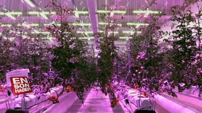 Ledle aydınlattıkları serada domates yetiştiriyorlar