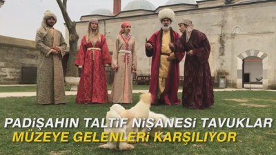 Padişahın taltif nişanesi tavuklar müzeye gelenleri karşılıyor