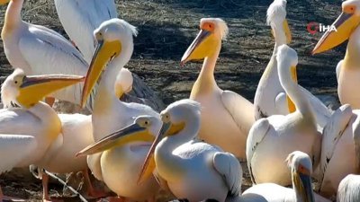 Ak pelikanlar Amasya’ya geldi