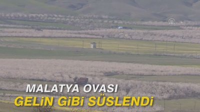 Malatya Ovası gelin gibi süslendi