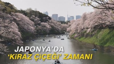 Japonya'da 'kiraz çiçeği' zamanı