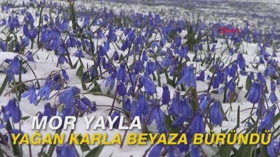 Mor Yayla, yağan karla beyaza büründü