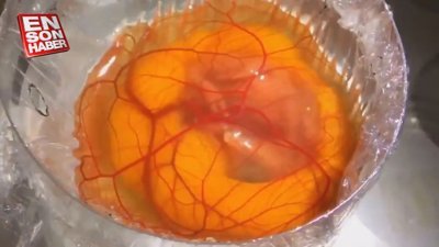 Yumurtanın 21 günlük civcive dönüşüm süreci