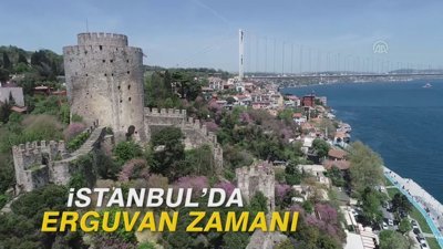 İstanbul'da erguvan zamanı
