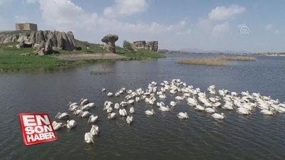 Frigya'nın yeni konukları pelikanlar oldu 