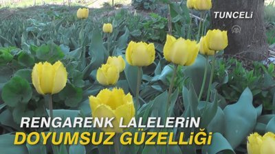 Rengarenk lalelerin doyumsuz güzelliği