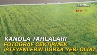 Kanola tarlaları fotoğraf çektirmek isteyenlerin uğrak yeri oldu