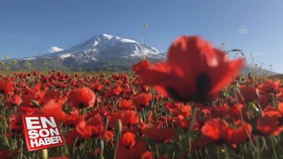 Gelincik çiçeklerinden görsel şölen