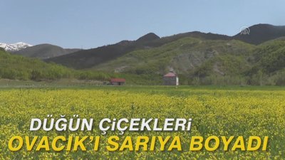 Düğün çiçekleri Ovacık'ı sarıya boyadı