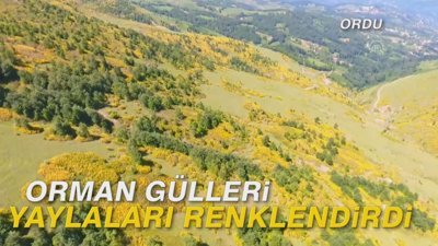 Orman gülleri yaylaları renklendirdi