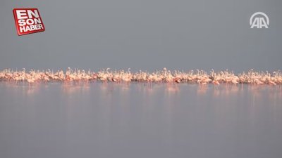 Tuz Gölü flamingolarla bir başka güzel