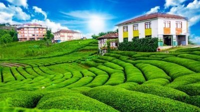 Karadenizin en güzel çaylığı: Çeçeva çay tarlası