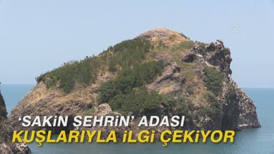 'Sakin şehrin' adası kuşlarıyla ilgi çekiyor 