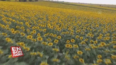 'Doğanın sarı gelini' çiçeklendi