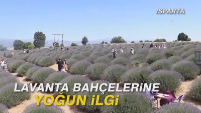 Lavanta bahçelerine yoğun ilgi