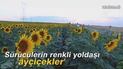 Sürücülerin renkli yoldaşı 'ayçiçekler'
