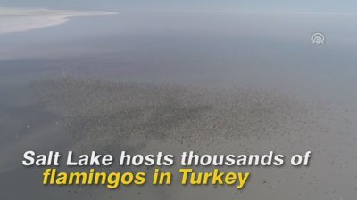 Salt Lake hosts thousands of flamingos in Turkey