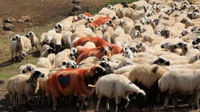 Tunceli yaylalarında Koç katımı geleneği