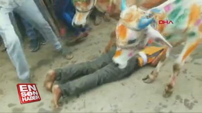 Şans getirmesi için kendilerini ineklere ezdirdiler