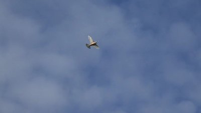 Gerçek güvercin tüyleriyle donatılmış uçan robot