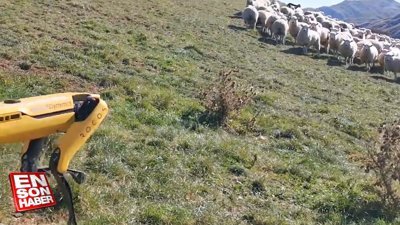 Robot köpek Spot çobanlık yapıyor