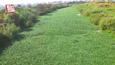 Asi Nehri üzerindeki su sümbüllerinden görüntüler