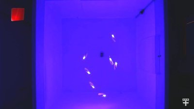 Balık sürüsü gibi senkronize hareket eden robotlar