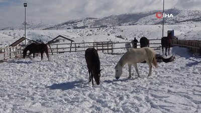 1744 rakımlı Dinek Dağı’nda kar banyosu yapan atlar